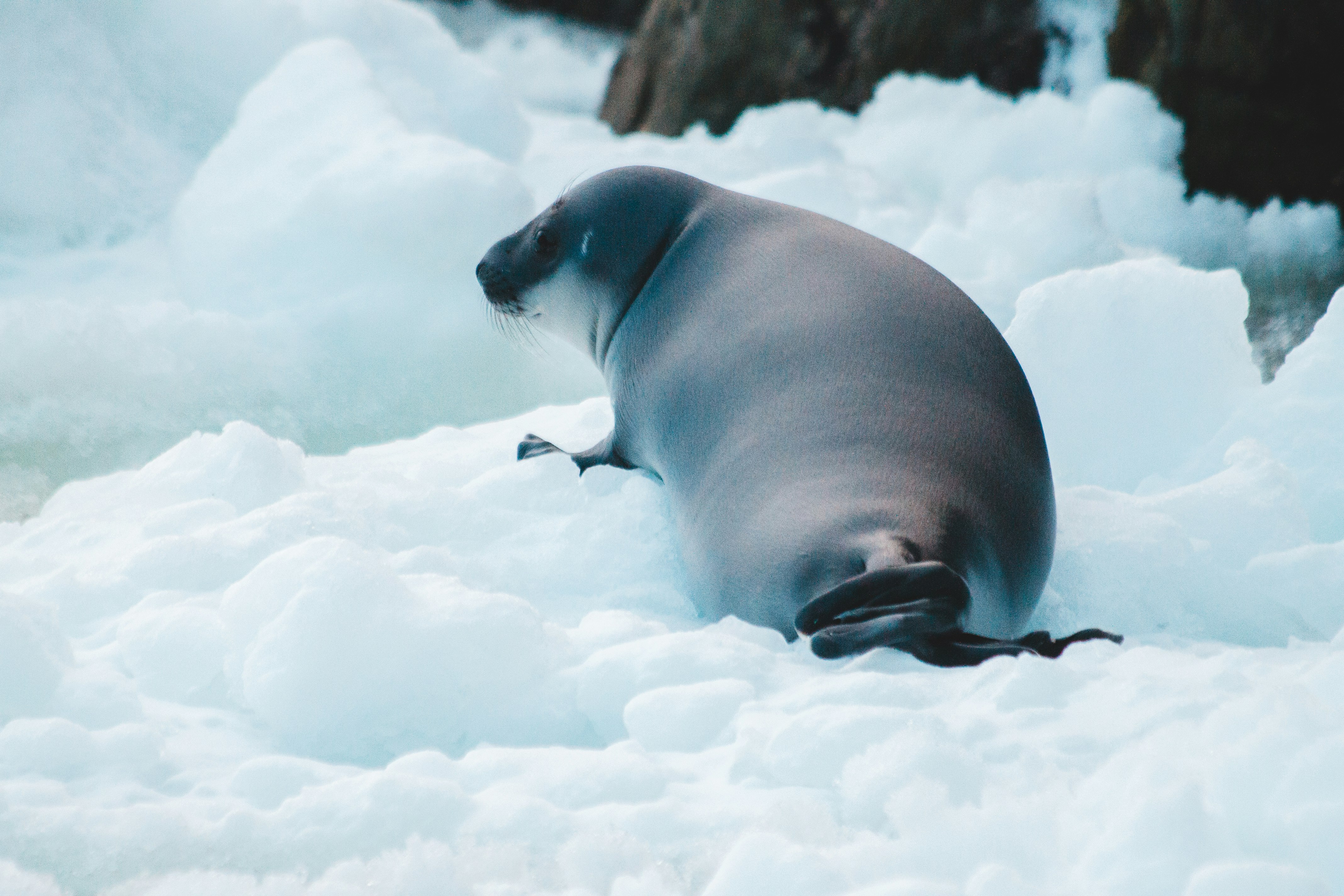 seal on snow covered ground