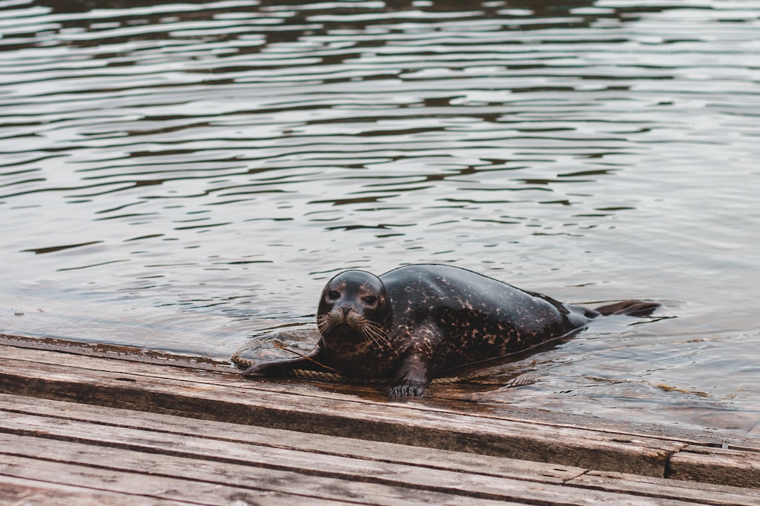 black seal on brown wooden plank