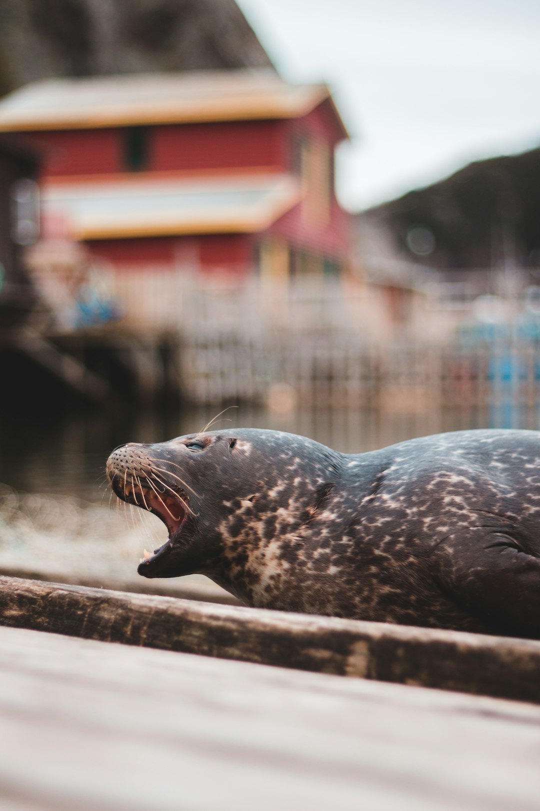 black seal on brown wooden surface during daytime