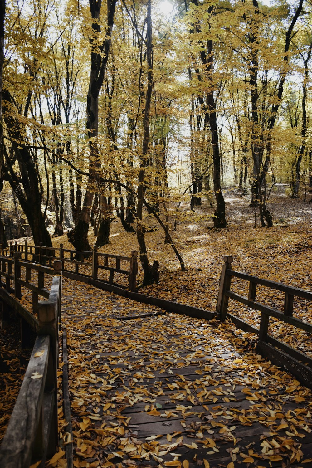 brown wooden bridge in forest during daytime