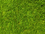 A close-up view of a well-maintained grassy lawn, with vibrant green blades and patches of clover scattered throughout.