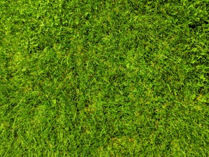 A close-up view of a well-maintained grassy lawn, with vibrant green blades and patches of clover scattered throughout.