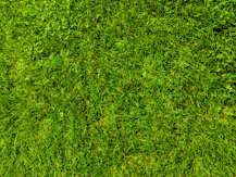 Close-up of clean green grass after a thorough poop scooping service.