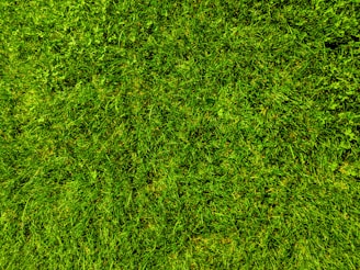 A close-up view of a well-maintained grassy lawn, with vibrant green blades and patches of clover scattered throughout.