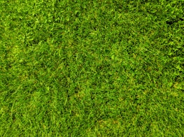 A close-up view of a well-maintained grassy lawn, with vibrant green blades and patches of clover scattered throughout.