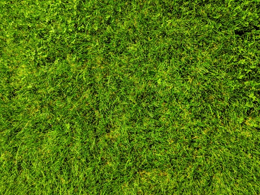 A close-up view of a well-maintained grassy lawn, with vibrant green blades and patches of clover scattered throughout.