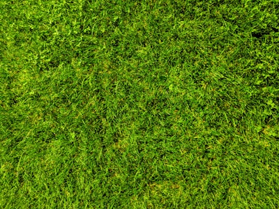 Close-up of a well-maintained plot boundary with fresh grass.