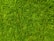 A close-up view of a well-maintained grassy lawn, with vibrant green blades and patches of clover scattered throughout.
