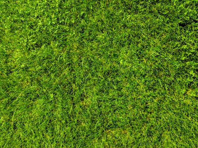 A close-up of a freshly mowed, vibrant green lawn at a residential property.