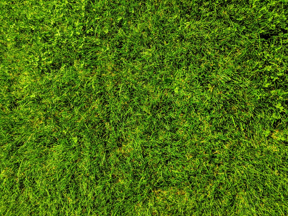 green grass field during daytime