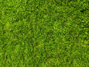 A close-up view of a well-maintained grassy lawn, with vibrant green blades and patches of clover scattered throughout.