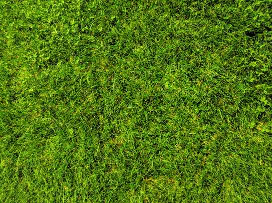 A close-up view of a well-maintained grassy lawn, with vibrant green blades and patches of clover scattered throughout.