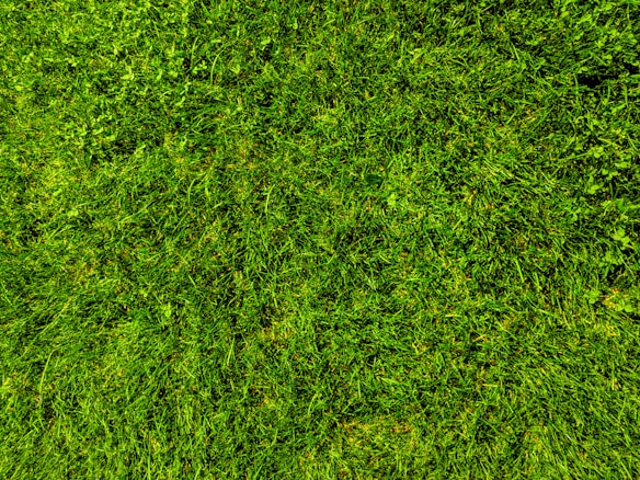 A close-up view of a well-maintained grassy lawn, with vibrant green blades and patches of clover scattered throughout.