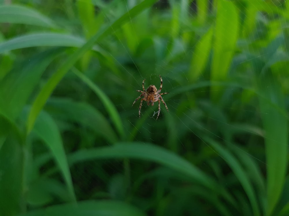 brown spider on green leaf plant during daytime