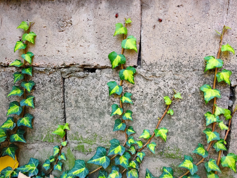green vine plant on gray concrete wall
