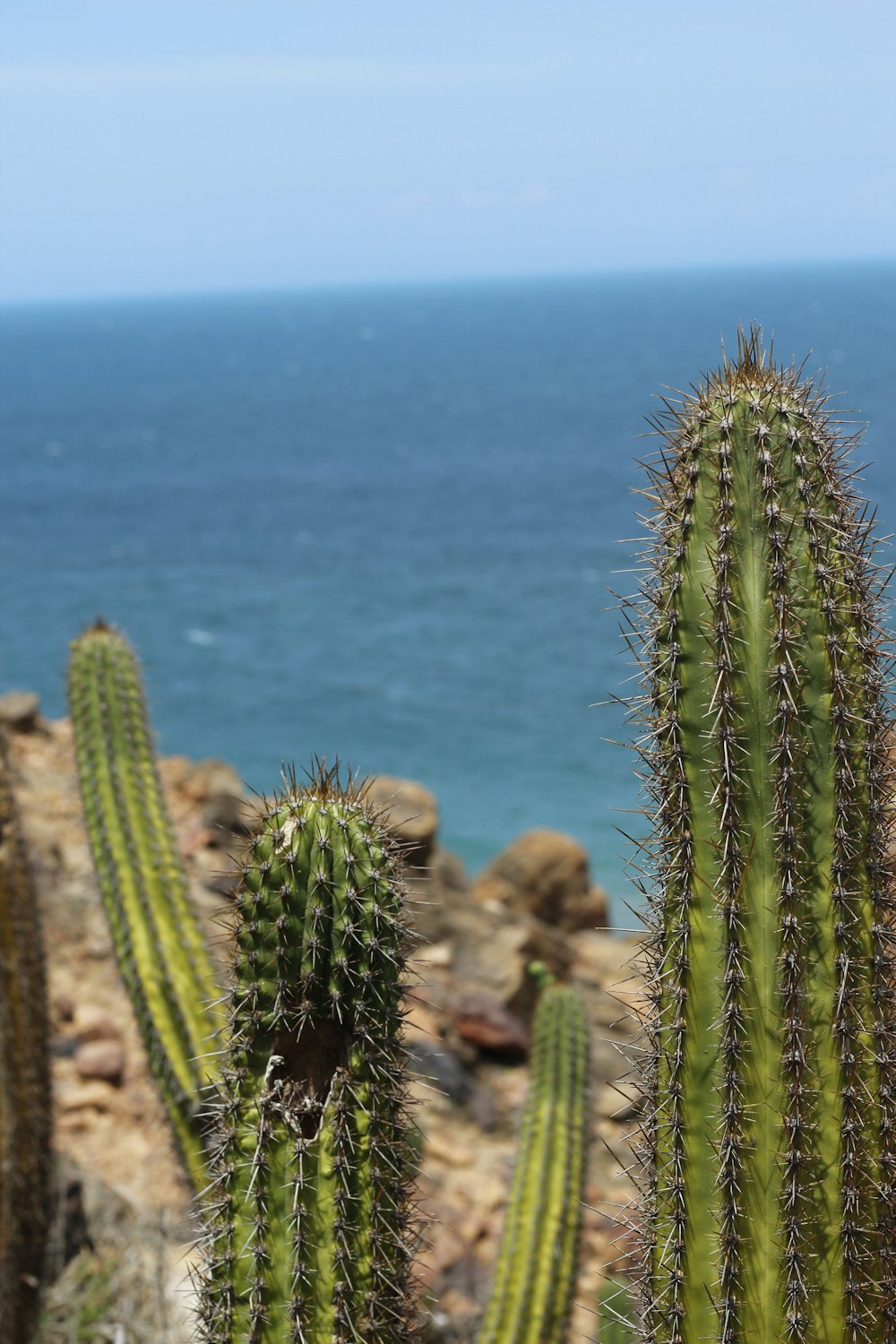 green cactus near blue sea during daytime