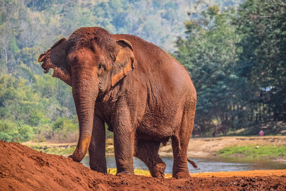 Brauner Elefant läuft tagsüber auf braunem Dreck
