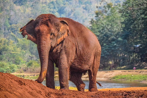 Chiang Mai, Thailand photo 1