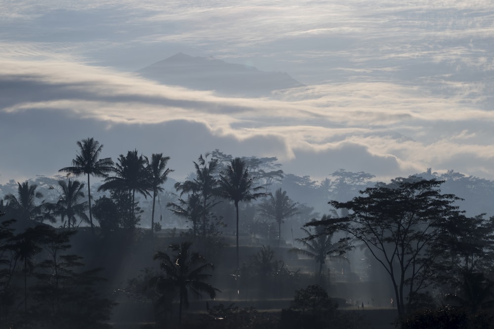 green trees under white clouds during daytime