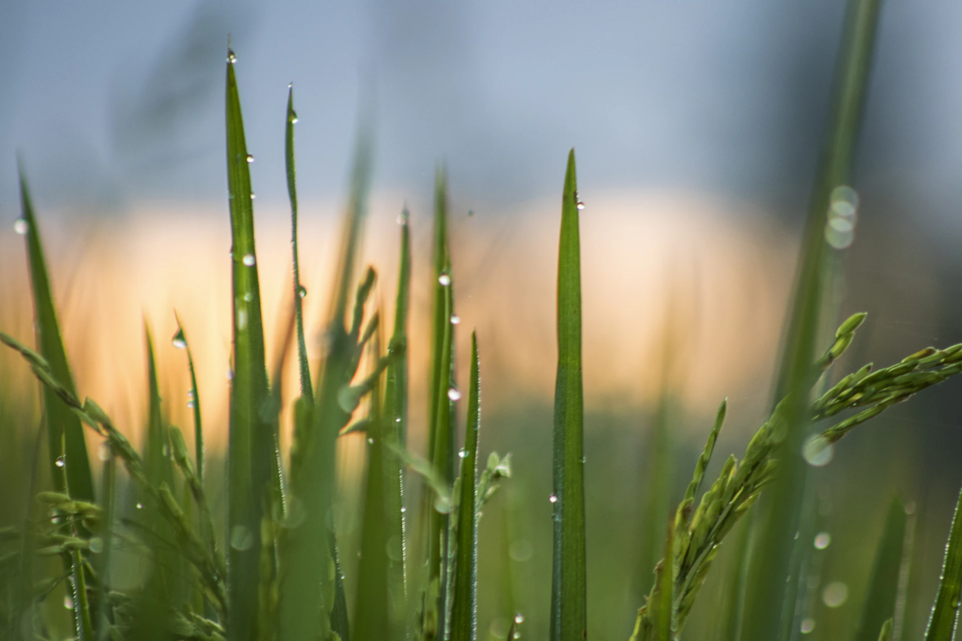 green grass field during daytime