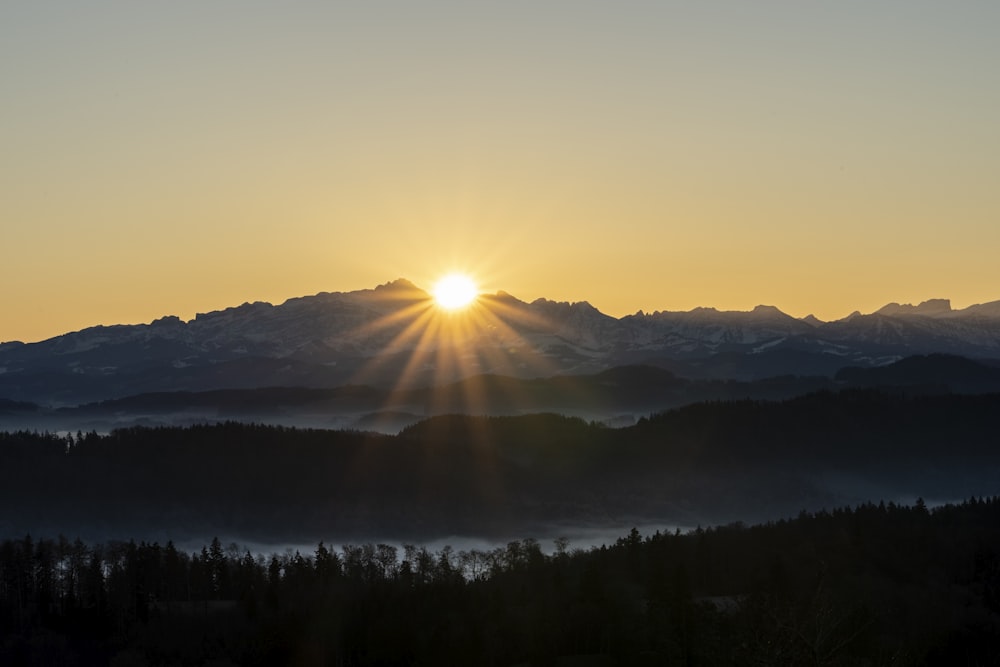 silhouette of trees during sunrise