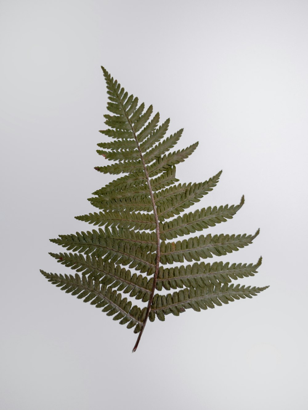 green leaf plant on white background