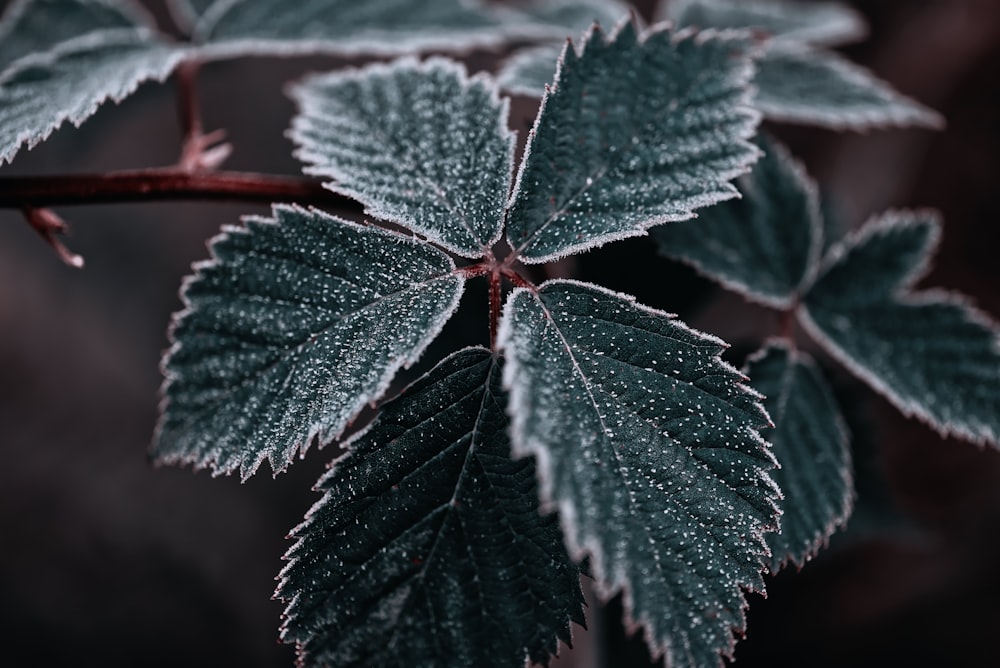 green leaf plant in close up photography