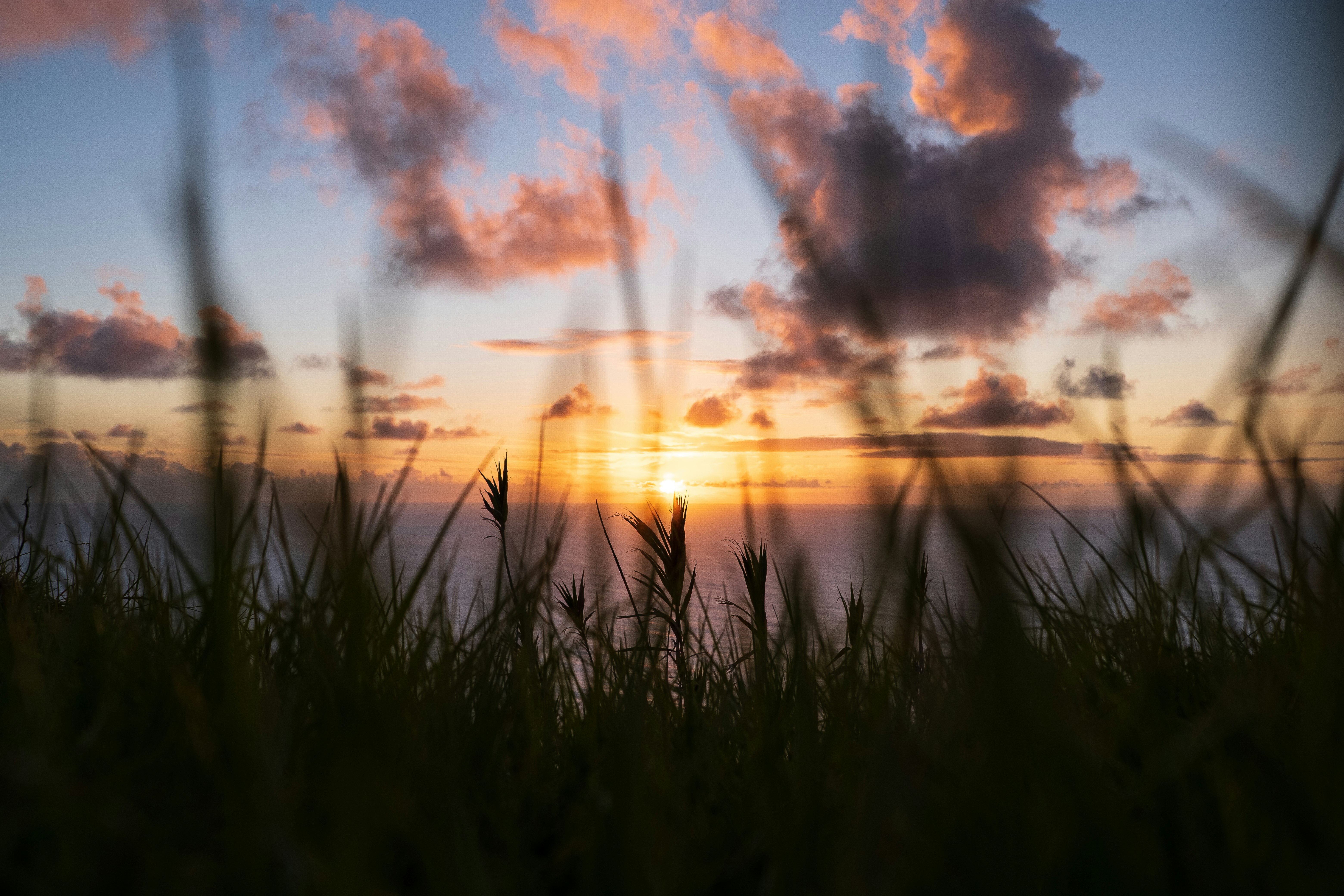 green grass field during sunset