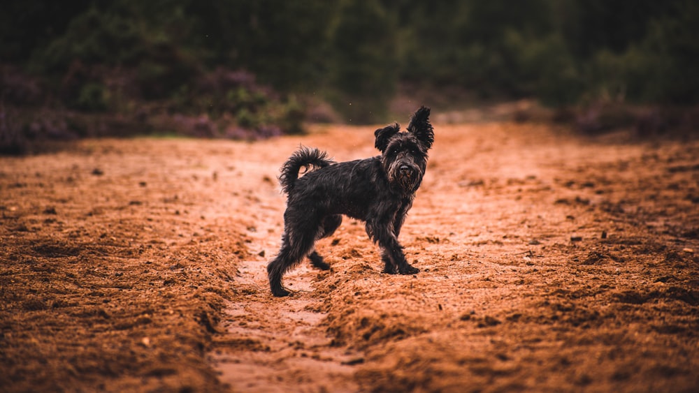 black long coat small dog running on brown sand during daytime