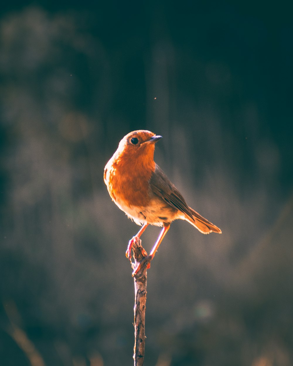 brown and white bird on brown tree branch