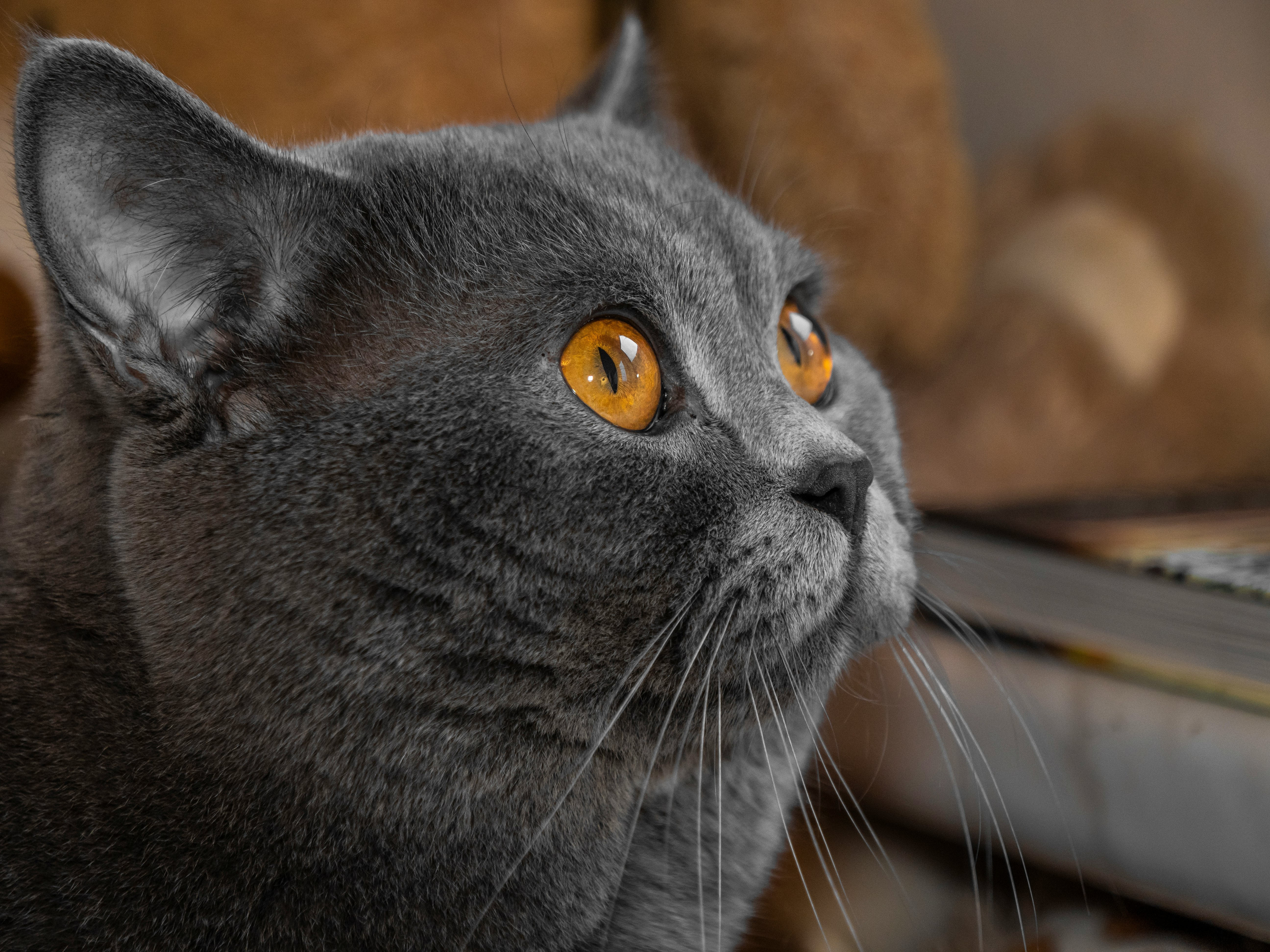 russian blue cat in close up photography