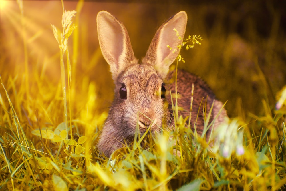 brown rabbit on green grass during daytime