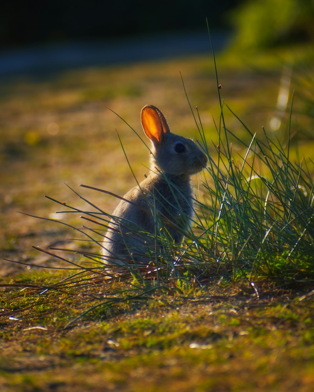 gray rabbit on green grass during daytime