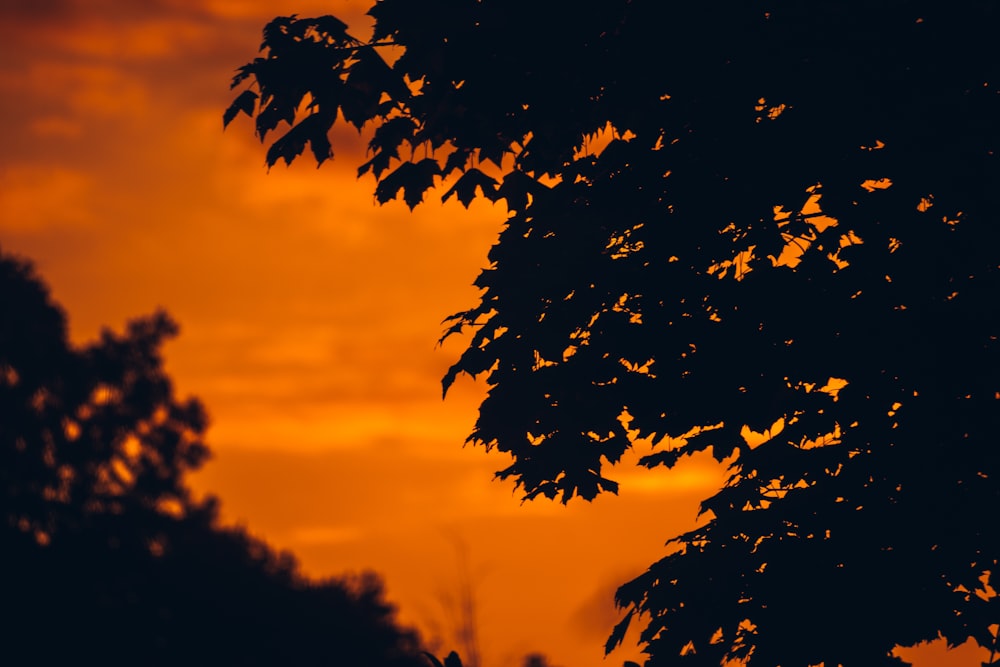 silhouette of tree during sunset