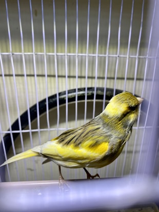 A small bird with bright yellow and green plumage stands inside a cage. The cage has vertical white bars and the background is slightly blurred.
