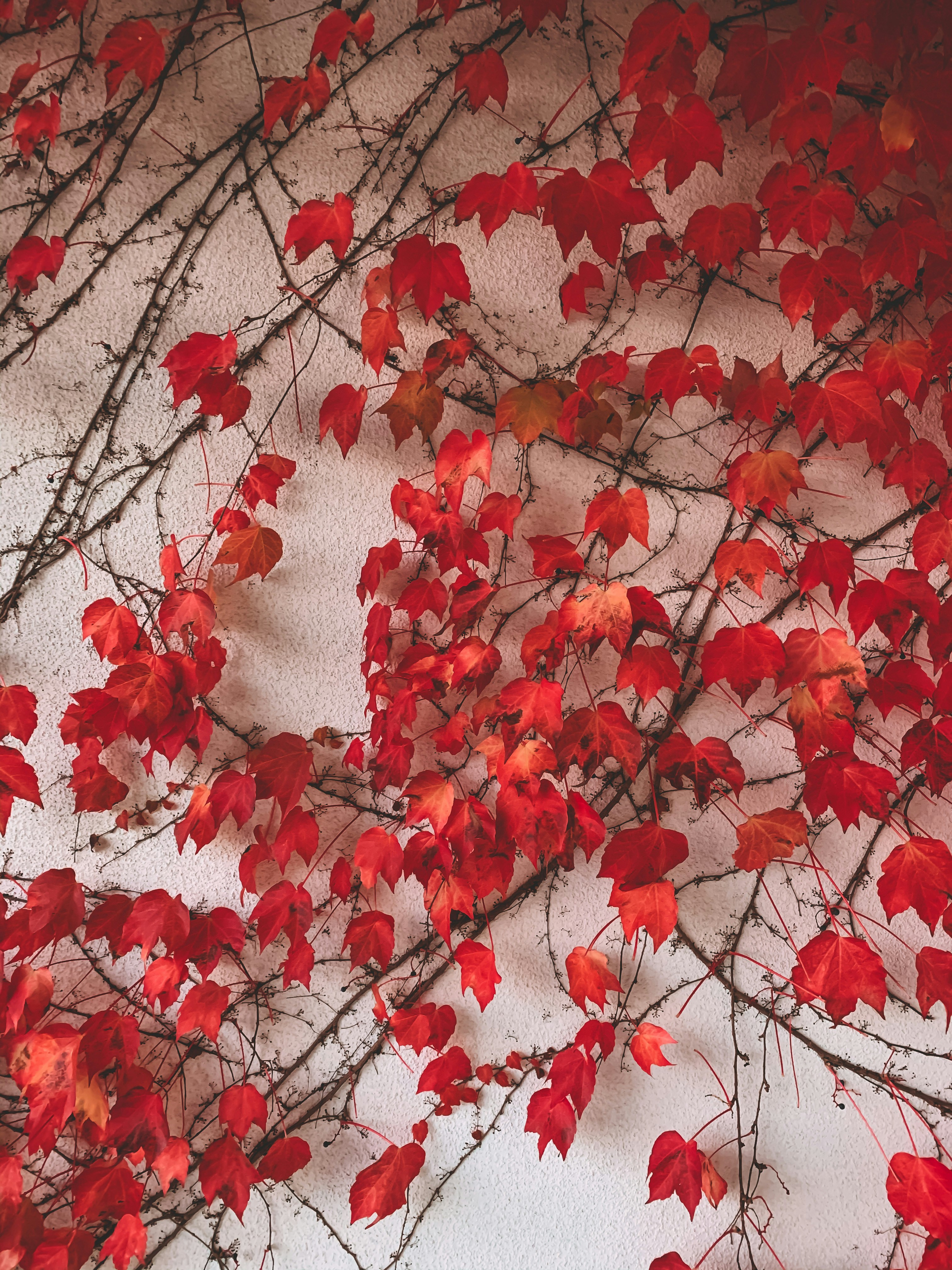 白地に赤い葉の写真 Unsplashで見つける赤の無料写真