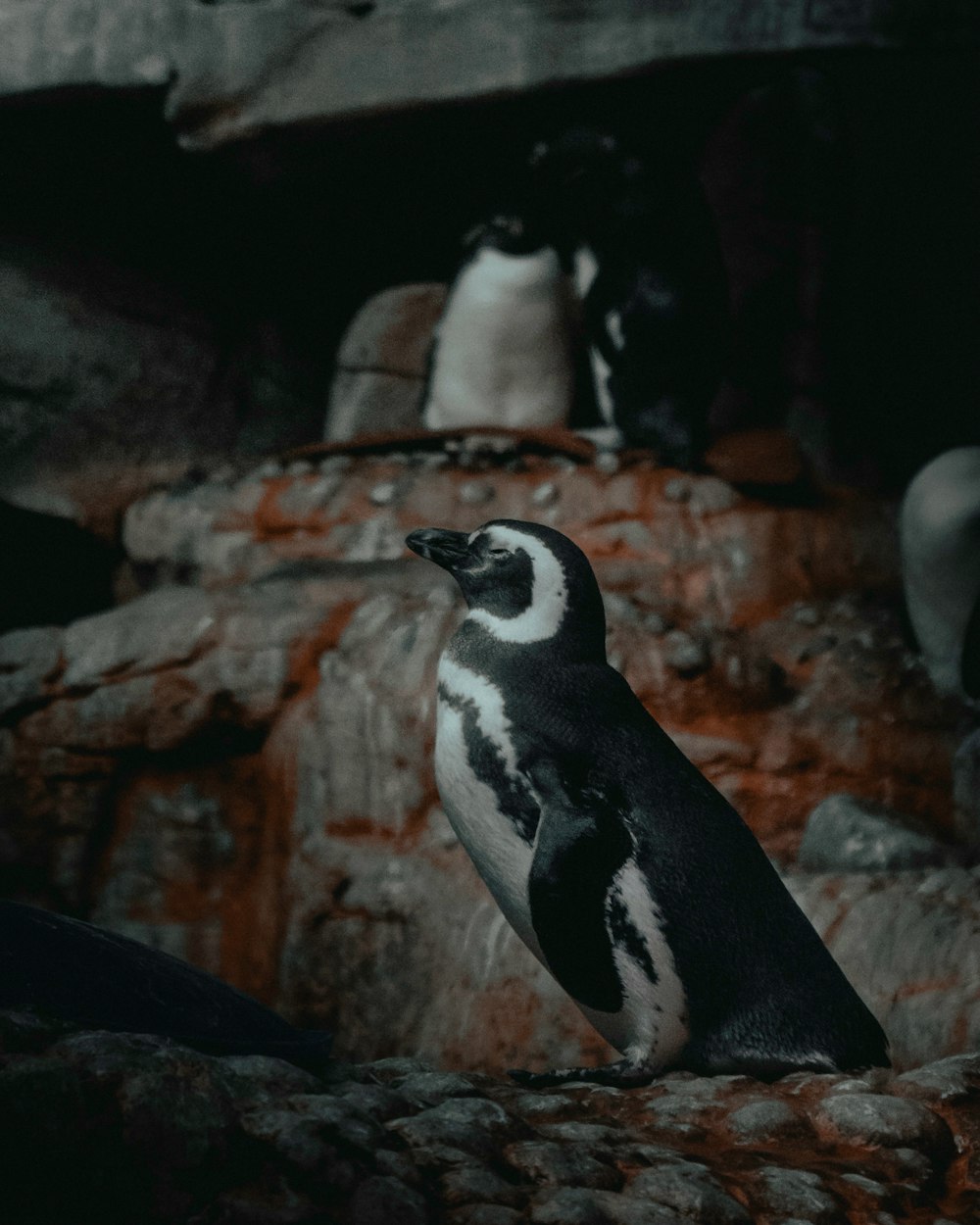 black and white penguin standing on rock