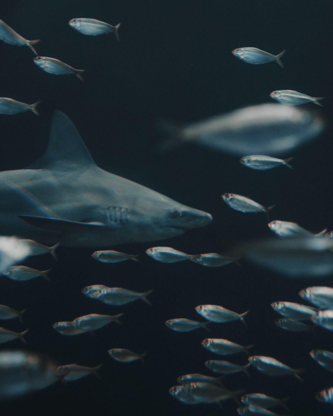 close up photo of blue and white shark