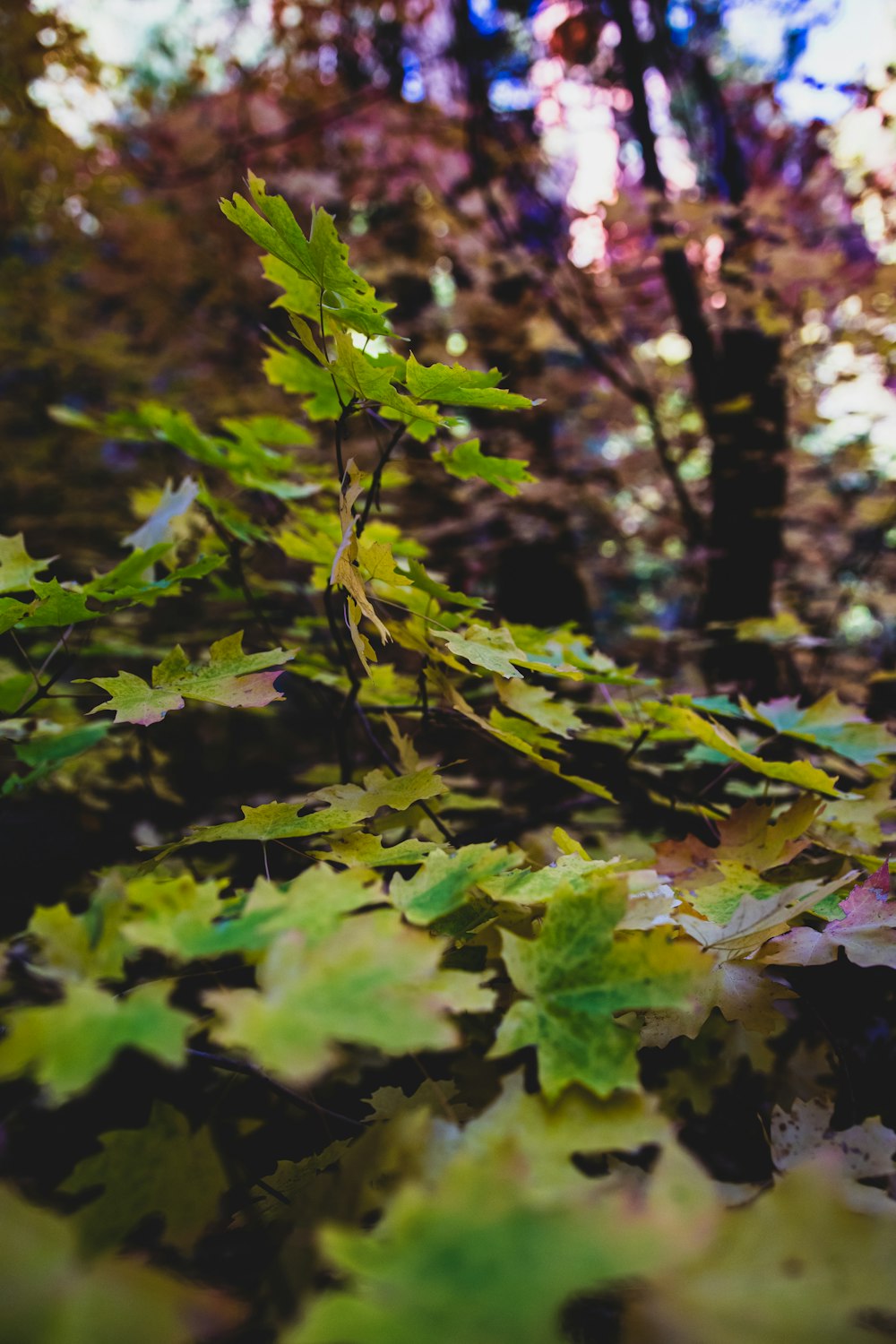 green and purple maple leaves