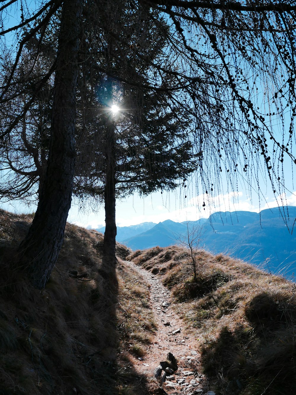 tronco d'albero marrone su sabbia marrone durante il giorno