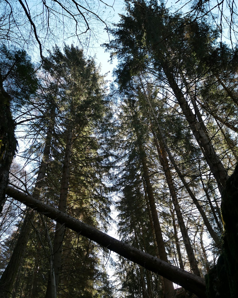 green trees under blue sky during daytime