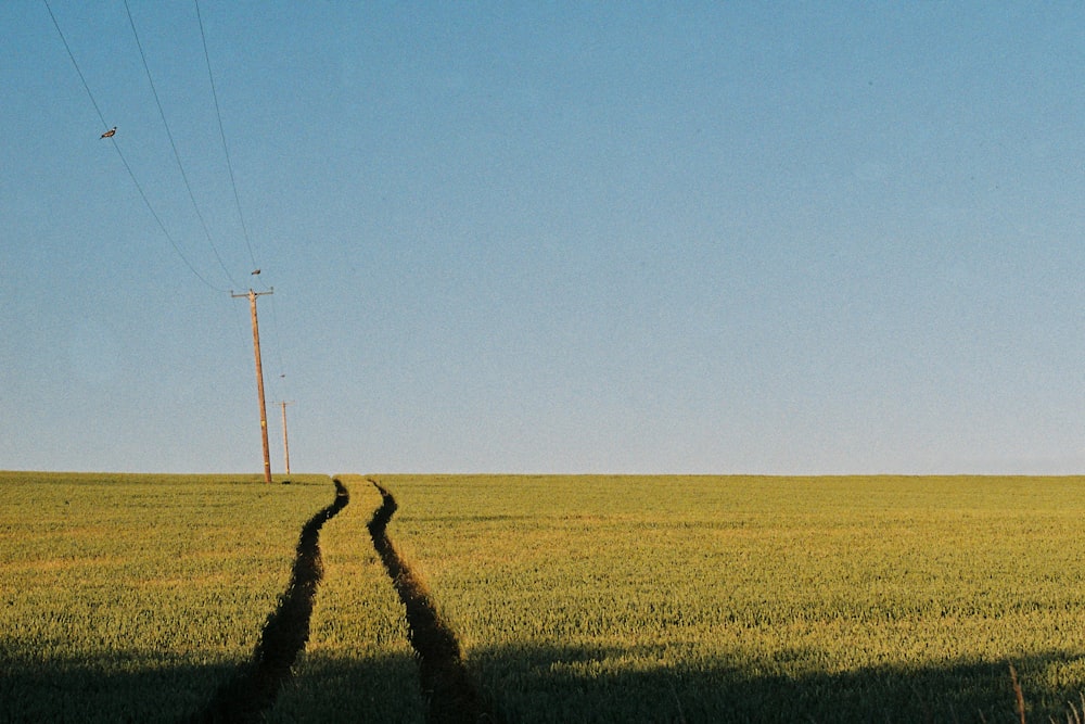 Champ d’herbe brune sous le ciel bleu pendant la journée