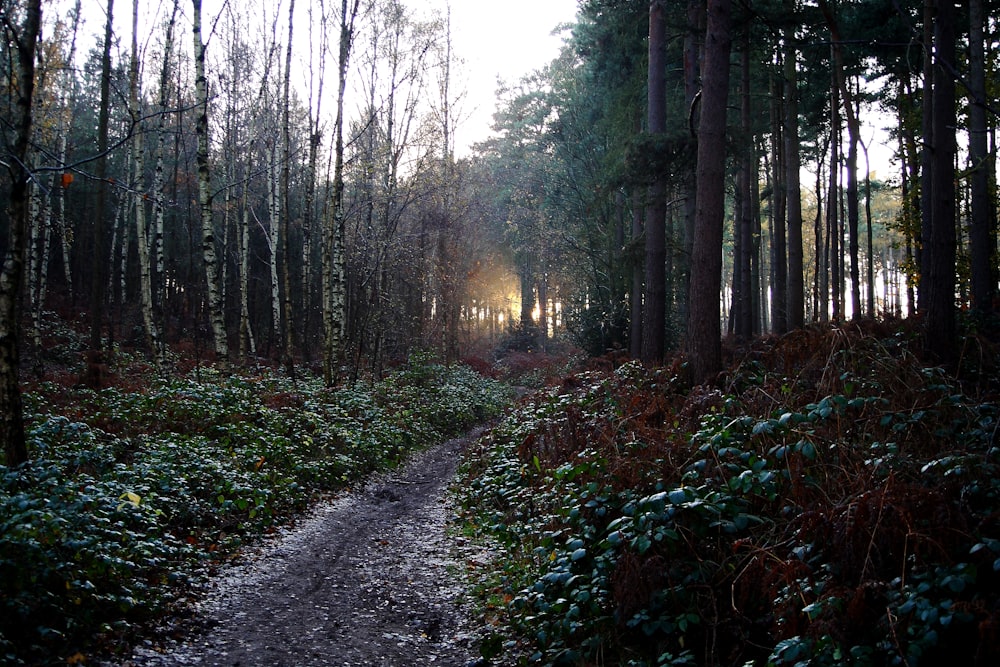 pathway between green leaf trees