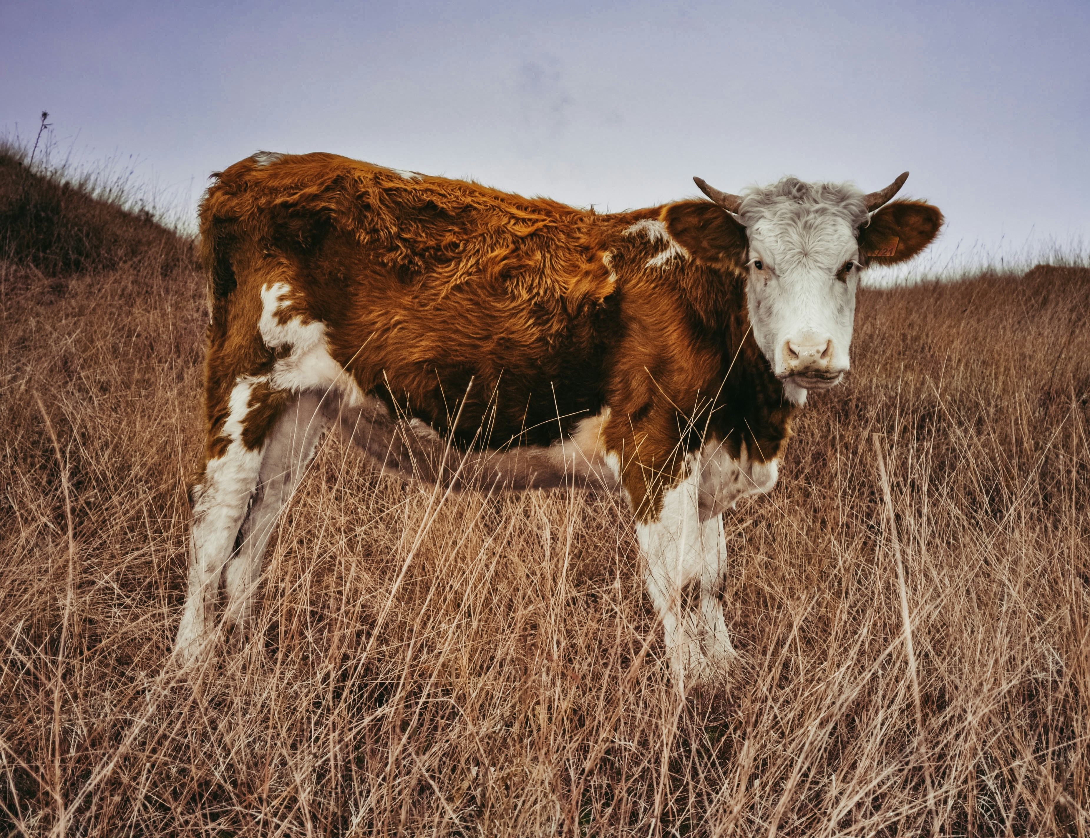 white and brown cow on brown grass field during daytime