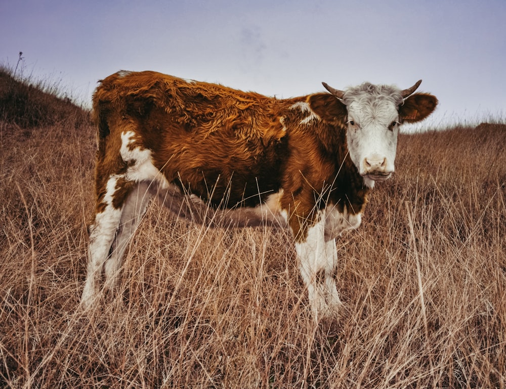 white and brown cow on brown grass field during daytime