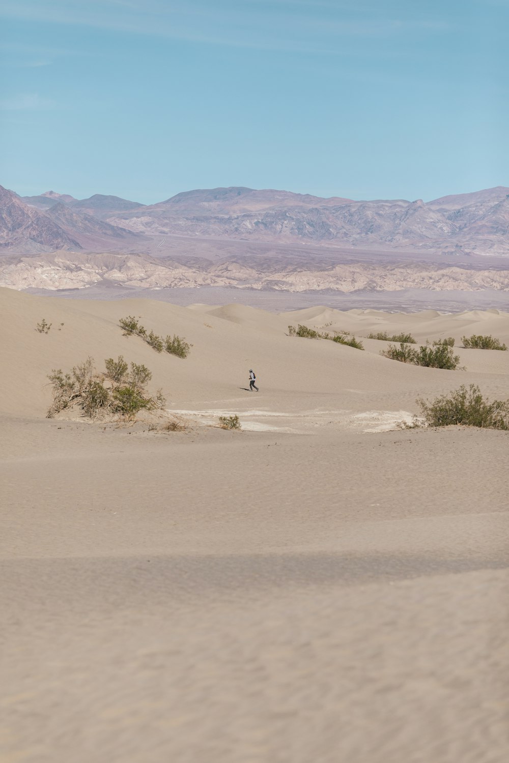 green trees on brown sand during daytime