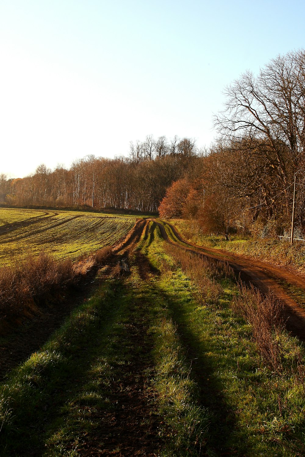 Champ d’herbe verte pendant la journée