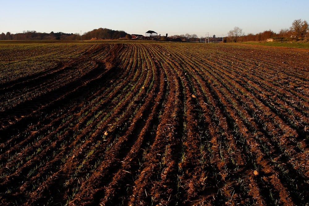 Braunes Feld mit grünem Gras tagsüber