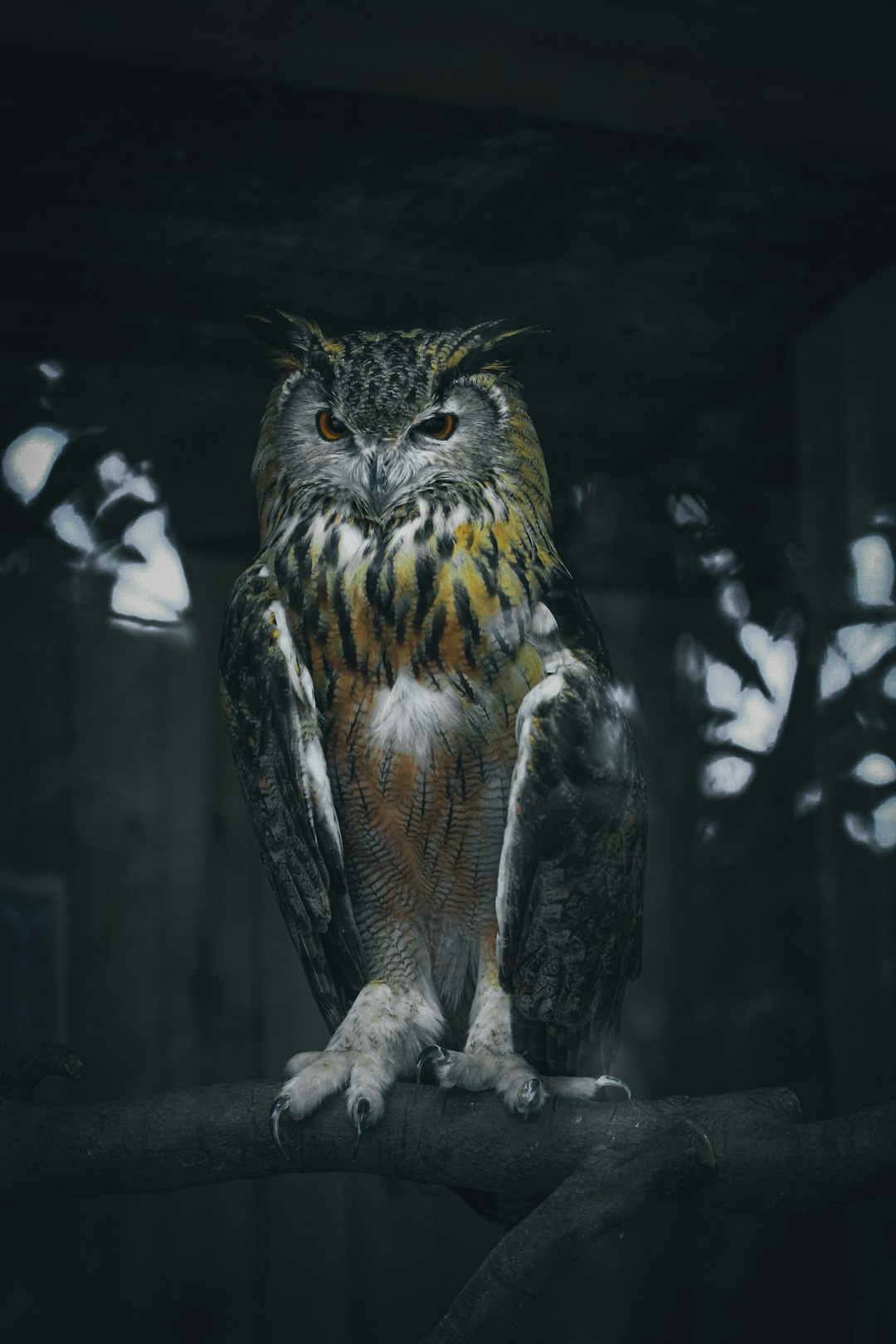 owl