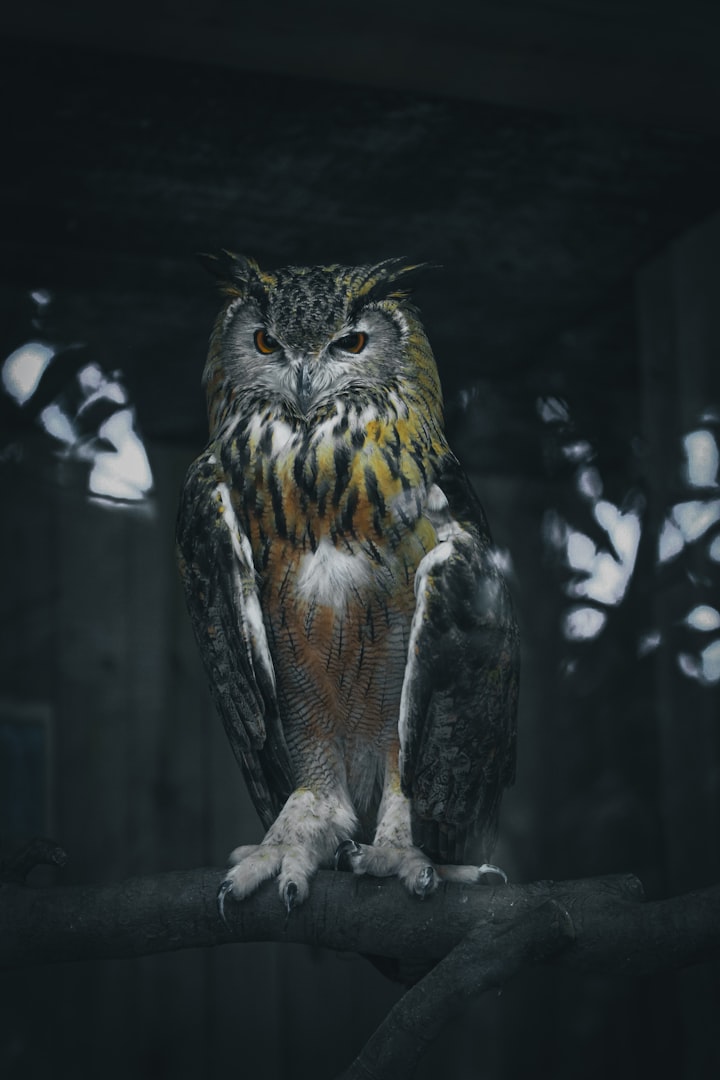 The Return of the Night Owl